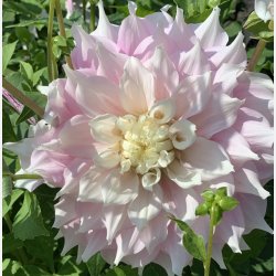 Dahlia Gitt's Perfection 