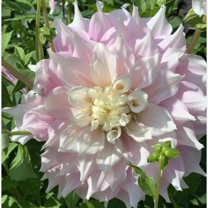 Dahlia Gitt's Perfection 