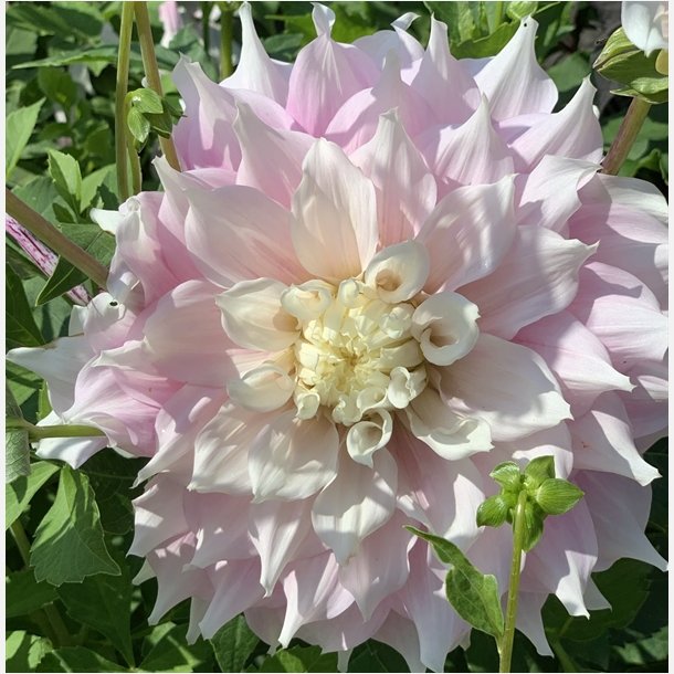 Dahlia Gitts Perfection 