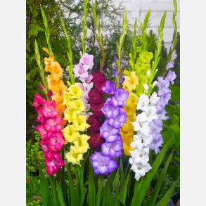 Gladiolus mix 