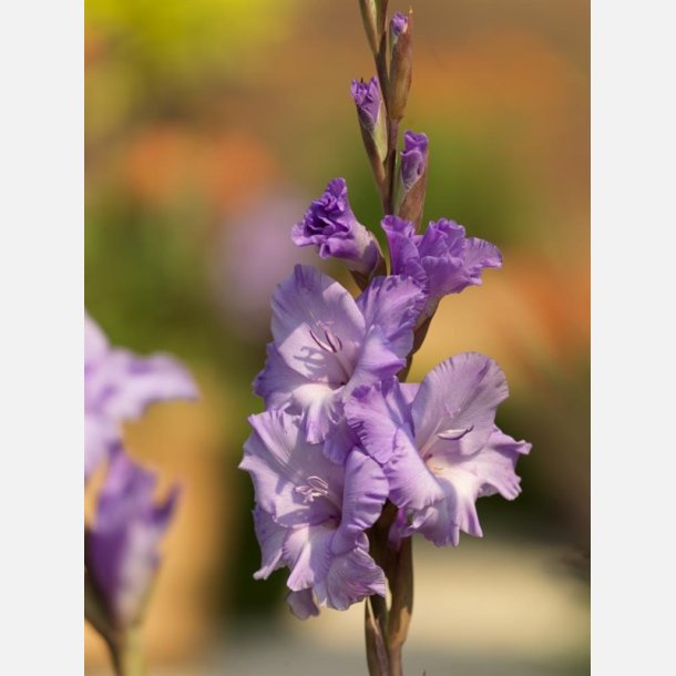 Gladiolus Milka