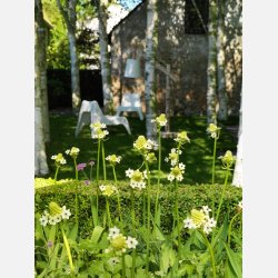 Ornithogalum Saundersiae 