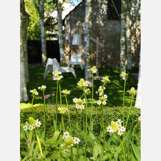 Ornithogalum Saundersiae 