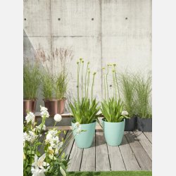 Ornithogalum Saundersiae 