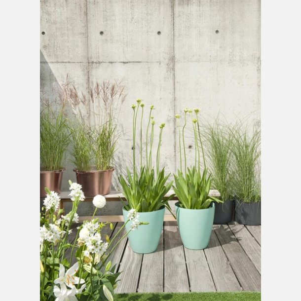 Ornithogalum Saundersiae 