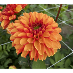 Dahlia American Sunset