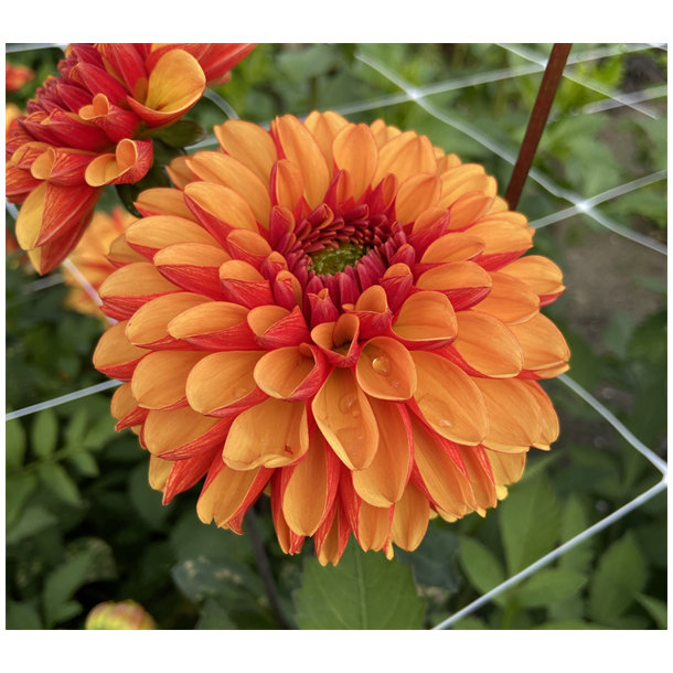 Dahlia American Sunset