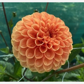 Dahlia Sylvia