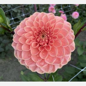 Dahlia Romance