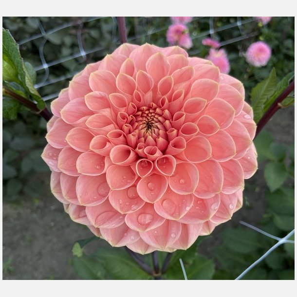 Dahlia Romance