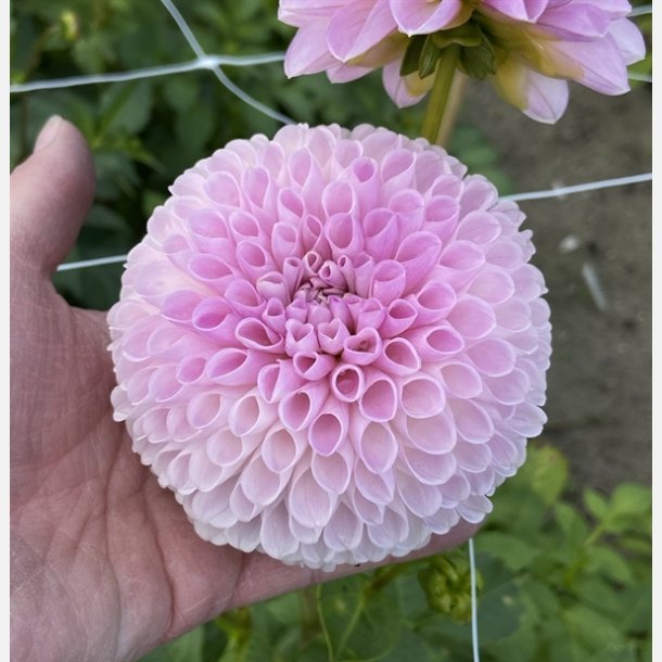 Dahlia Megan Dean 