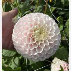 Dahlia Pink Pearl 