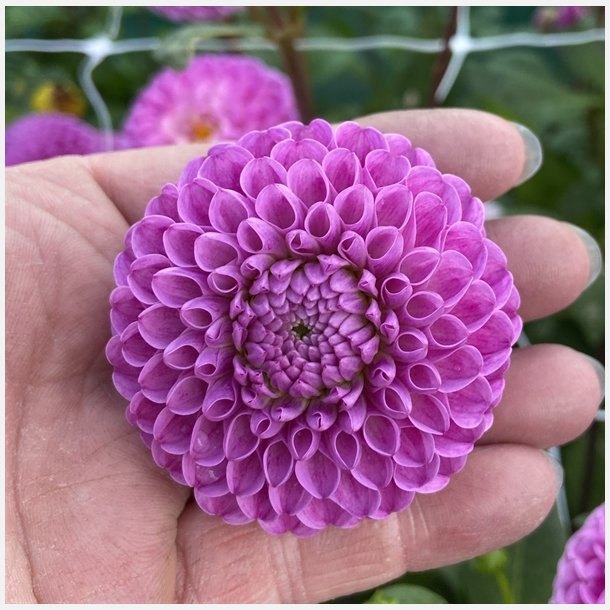Dahlia Franz Kafka 