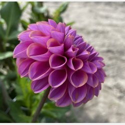 Dahlia Isabel
