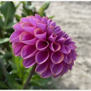 Dahlia Isabel