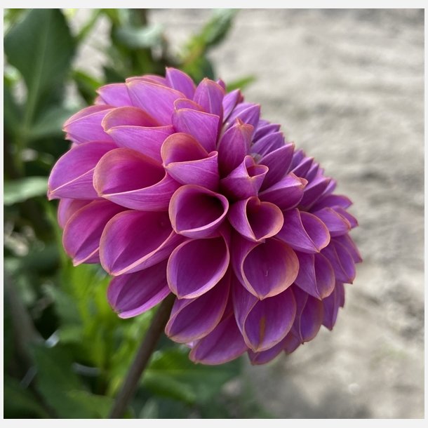 Dahlia Isabel