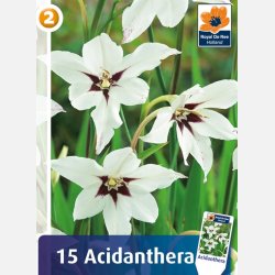 Acidanthera 