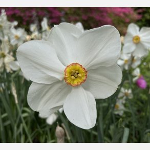 Pinselilje Actaea Poeticus 5 lg