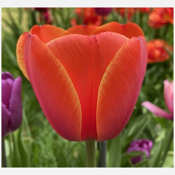 Tulipan Ad Rem 8 lg