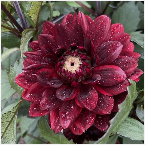 Dahlia After Dusk
