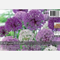 Allium Elegant Mix 18 l�g
