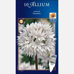 Allium Graceful 10 lg