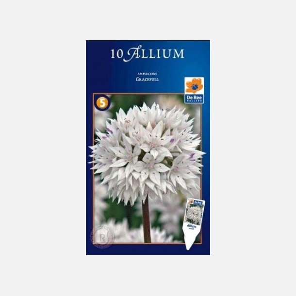 Allium Graceful 10 lg
