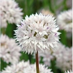 Allium Graceful 10 lg