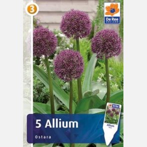 Allium Ostara 5 lg