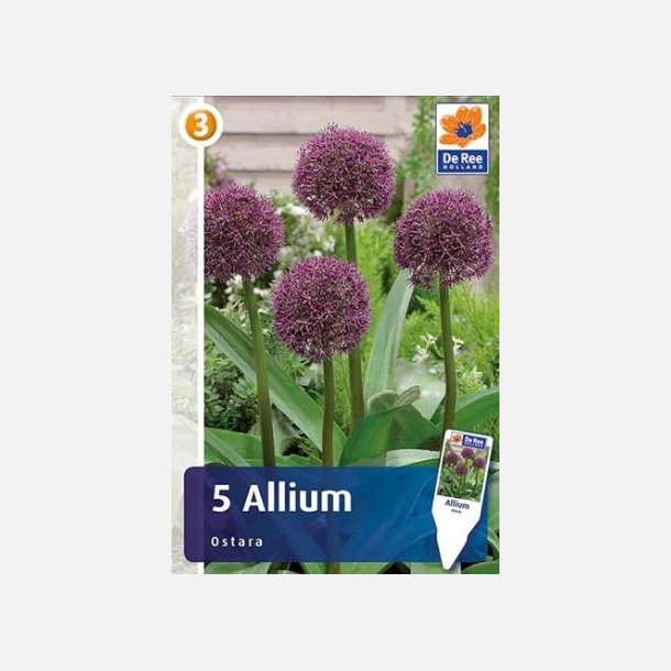 Allium Ostara 5 lg