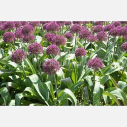Allium Ostara 5 lg