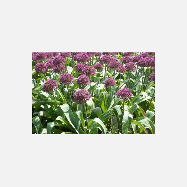 Allium Ostara 5 lg