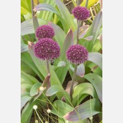 Allium Ostara 5 lg