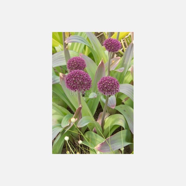 Allium Ostara 5 lg