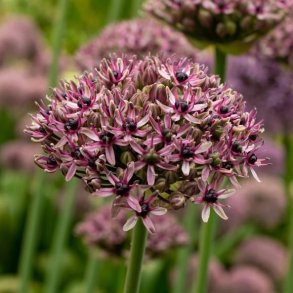 Allium Starlight 6 l�g
