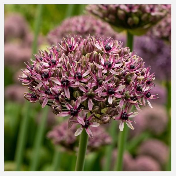 Allium Starlight 6 lg