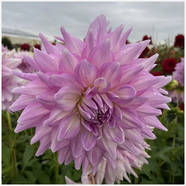 Dahlia Almands Joy