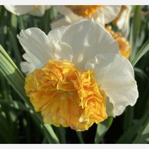 Narcis Amadeus Mozart 5 lg