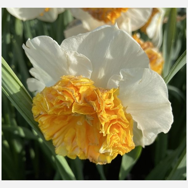 Narcis Amadeus Mozart 5 lg