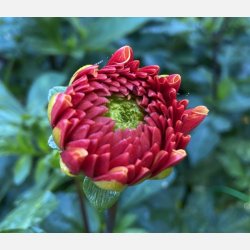 Dahlia American Sunset