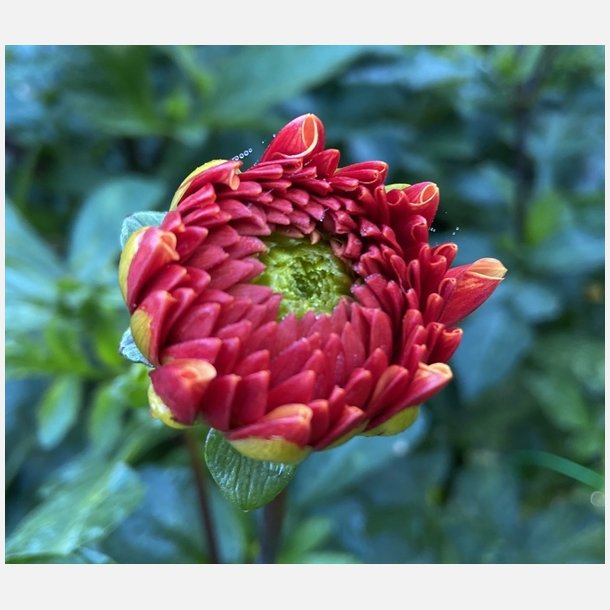 Dahlia American Sunset