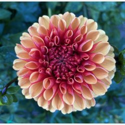 Dahlia American Sunset