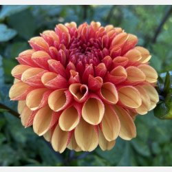 Dahlia American Sunset