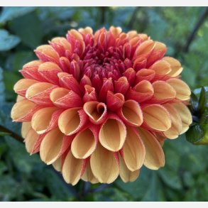 Dahlia American Sunset