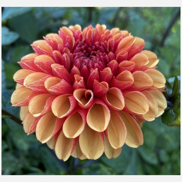 Dahlia American Sunset