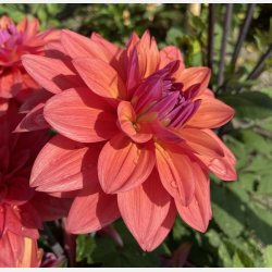 Dahlia American Dawn