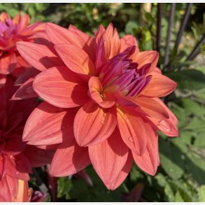 Dahlia American Dawn