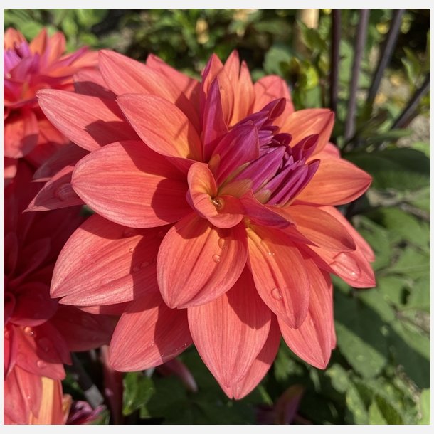 Dahlia American Dawn