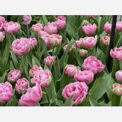 Tulipan Amazing Grace 8 lg