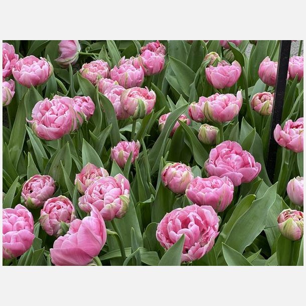 Tulipan Amazing Grace 8 lg